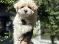 ORJİNAL GÜLER YÜZLÜ MALTİPOO YAVRUM