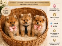 Minoş yavrular pomeranian