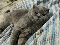 Ücretsiz SAHİPLENDİRME scottish fold kedimiz