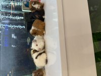 GİNEPİG YAVRULARI CİTYPETSHOP