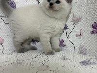 British Shorthair Bebekler Irk Garantili Bebekler