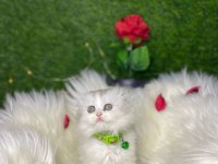 SHOW KALİTE SAFKAN BRİTİSH LONGHAİR YAVRULARIM