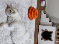 Red point british shorthair