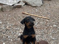 Kızıl ve siyah doberman yavrular