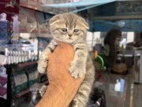 Dünyalar güzeli minik kediler