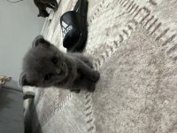 Mavişlerimiz safkan british shorthair yavrularımız