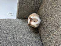 Safkan Cüce Tavşanımız