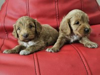 Poodle ayarında maltipoo köpekler