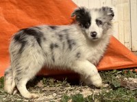 Ruhsatlı Eğitim Merkezinden Border Collie Yavrular