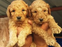 Toy poodle muhteşem bebişler