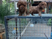 F1 0 NUMARA MALTİPOO YAVRULARIM HAZIR