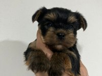 Dişi ve erkek original teacup yorkie yavrular
