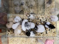 Yavru Hamster