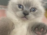 British longhair kedisi