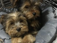 Yorkshire terrier erkek yavru kız