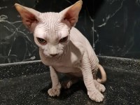 3 AYLIK YAVRU SFENKS KEDİLERİMİZE YUVA