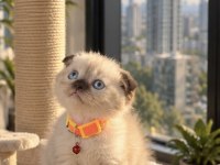 Scottish Fold Chocolate Point