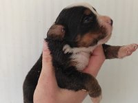 Türkiyede nadir bulunan safkan bernese yavrularımız