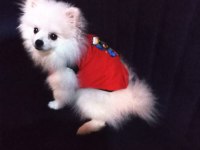 POMERANİAN BOO ERKEK KARNESİ VAR