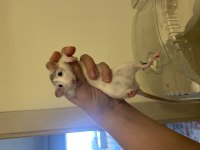 Evcil dumbo rat