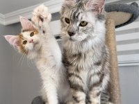 Maine Coon Xxxl Polydactyl Dişi Sılver 66/66