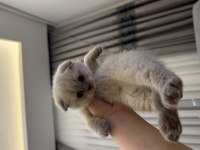 Özel ırk scottish fold