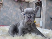 Egzotik Blue French Bulldog Yavrularım Safkan