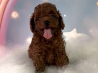 RED BROWN TOY POODLE YAVRULAR