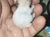 UZUN TÜY TEDDY BEAR HAMSTER YAVRULAR