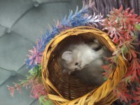 British longhair pamuk şekerler