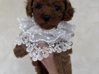 BİSKÜVİ TADINDA TOY POODLE BEBEKLERİMİZ