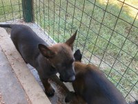 3 Dişi 1 Erkek Belçika Malinois Yavrular