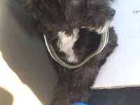 Morkie Terrier 7 aylık erkek