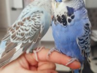 TAKIM SHOW JUMBO ÜST VASIF MUHABBET KUŞU
