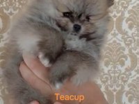Pomeranian boo teacup yavrular