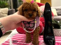 En Özel Secereli Toy Poodle Yavrular