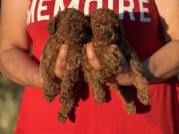 TEACUP BOY KOREAKAN TOY POODLE KÖPEKLER KG GARANTİLİ