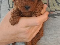 Mükemmel Toy Poodle Yavrular