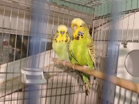 Show jumbo takım muhabbet kuşu