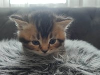 British Shorthair Yavruları