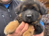 Alman Çoban Köpeği Yavruları