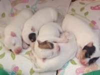 Saf kan terrier jack russell