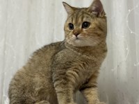 5 Aylık Dişi British Shorthair