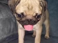 Pug mops yavrularımız yeni yuvalarını arıyorlar