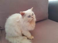 Beyaz Prens İran Kedisi