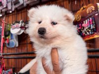 Samoyed bebeklerimiz için acele edin