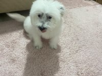 Enerjik Çok Tatlı Terrier Maltese