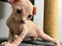 2 Dişi 2 Erkek Levkoy Sphynx Yavruları Yuvasını Arıyor