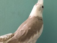 ISLIK CALIYOR %100 EV ÜRETİMİ AKILLI KUKİ ERKEK MEN SULTAN