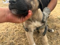 Orjinal Kangal Yavruları Dişi Erkek